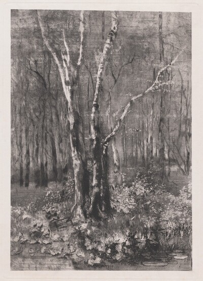 Woods in the Park near Monza