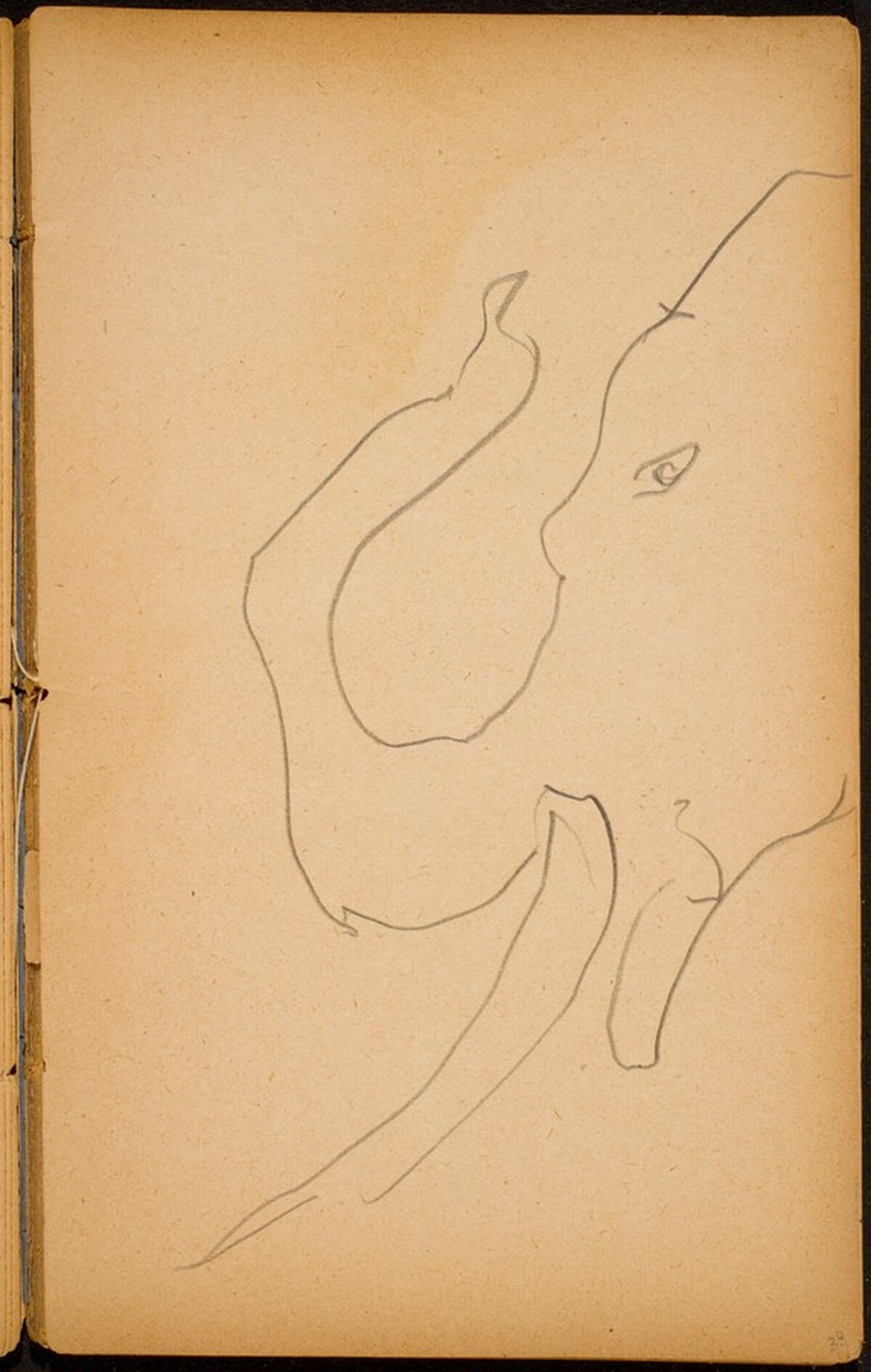 Elefantenkopf (Elephant Head) [p. 33] by Max Beckmann