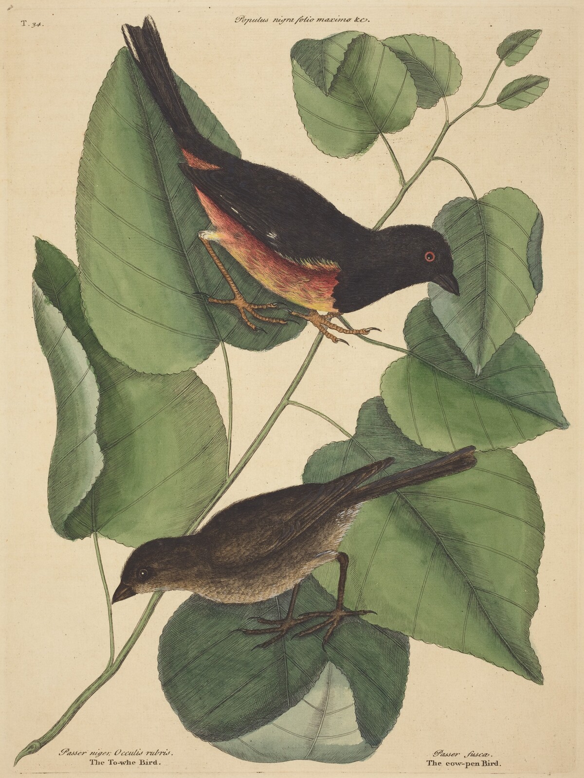 The Towhe Bird (Fringilla erythrophthalma) by Mark Catesby