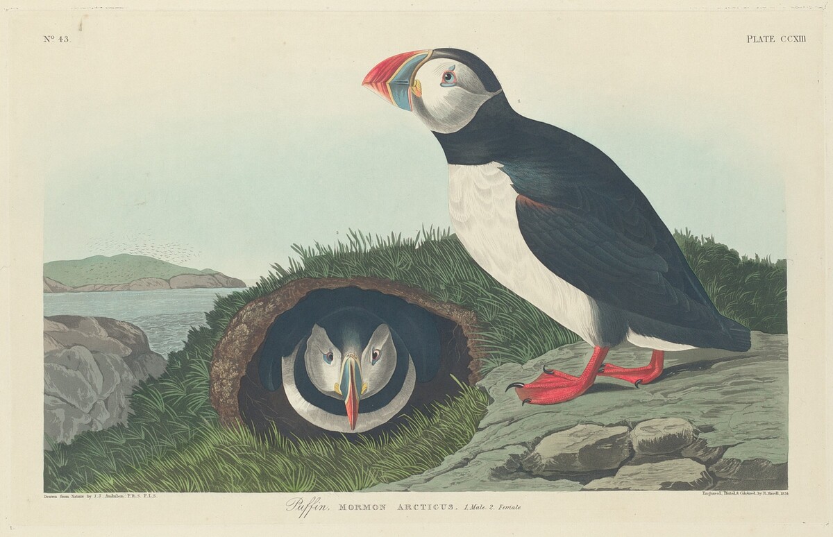 Puffin by Robert Havell after John James Audubon