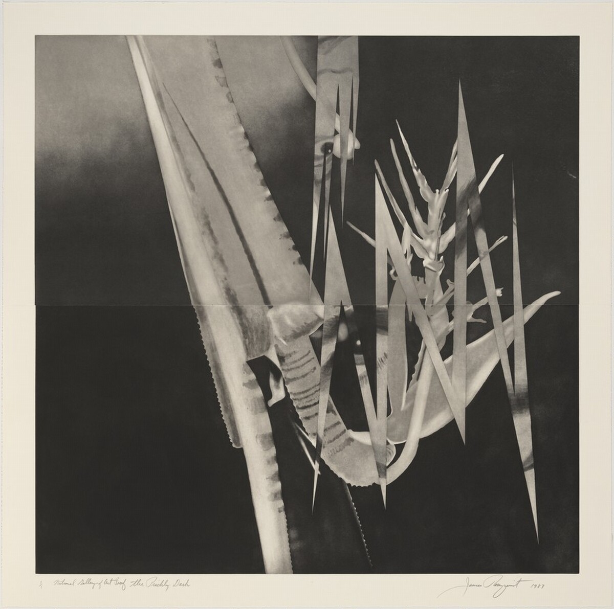 The Prickly Dark by James Rosenquist