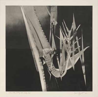 The Prickly Dark