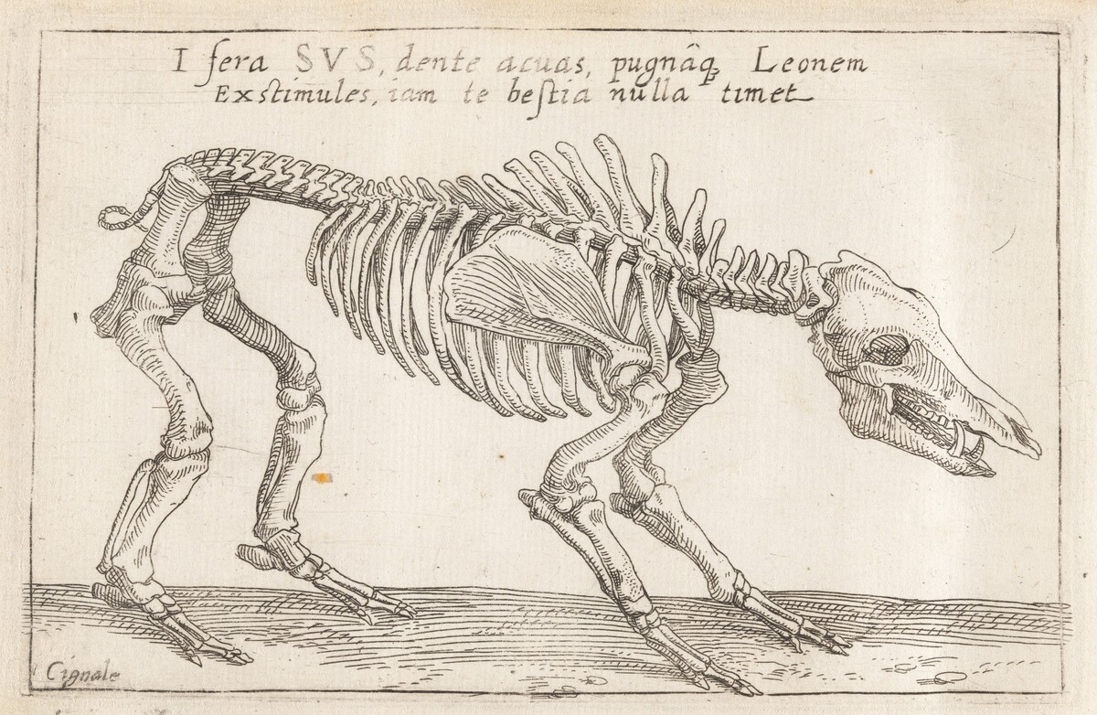 Skeleton of a Boar by Teodoro Filippo di Liagno, called Napoletano
