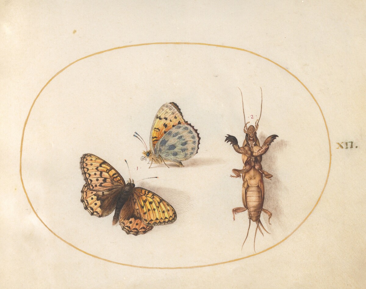 Plate 12: Two Views of a Silver-Bordered Fritillary and a Mole Cricket by Joris Hoefnagel
