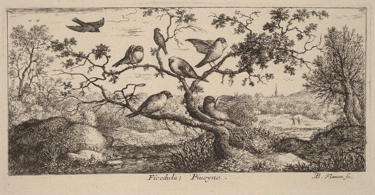 Ficedula, The Bullfinch by Albert Flamen