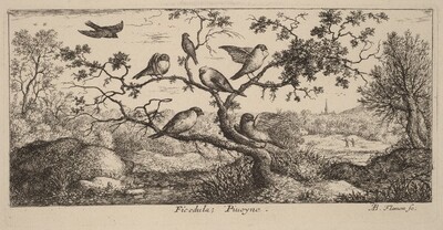Ficedula, The Bullfinch