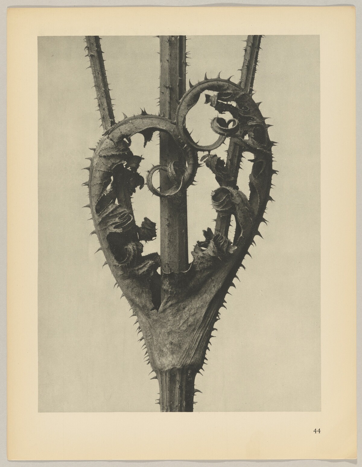 Dipsacus laciniatus by Karl Blossfeldt