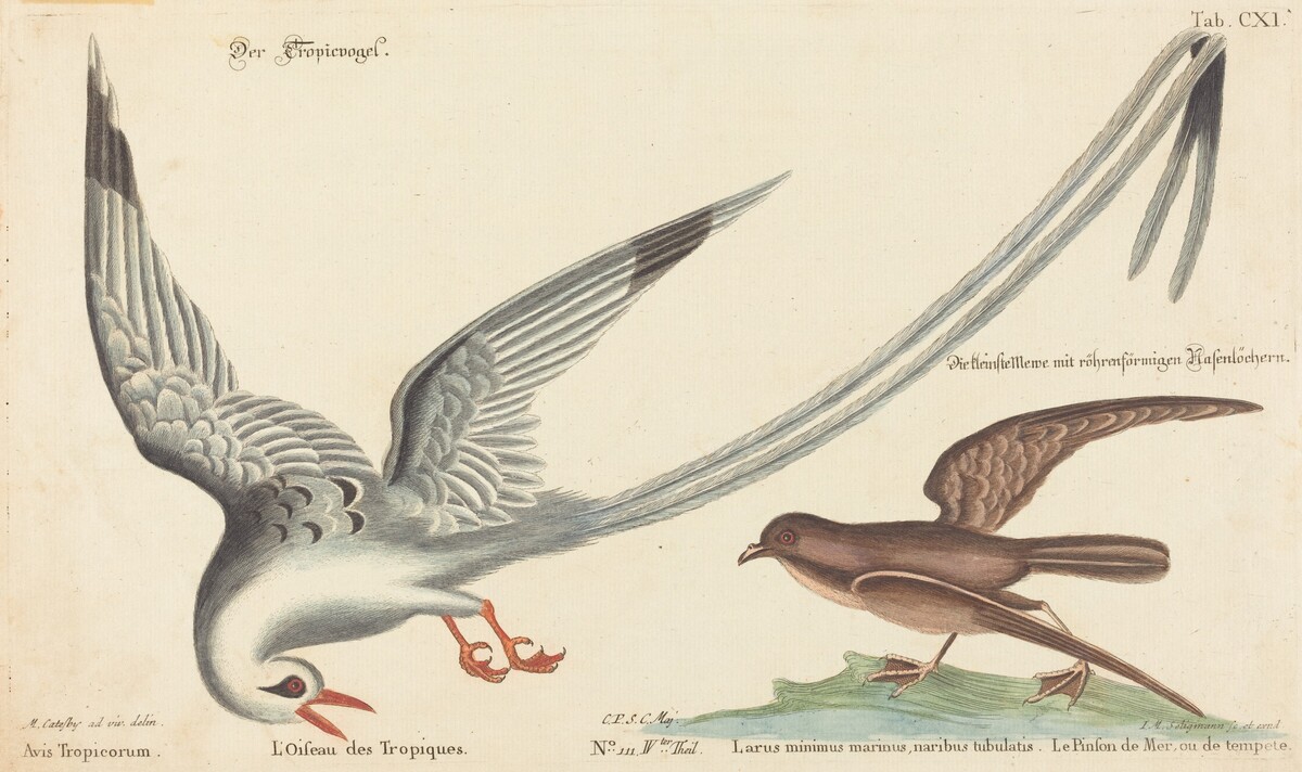 The Tropic Bird (Phaeton aethereus) by Johann Michael Seligmann after Mark Catesby