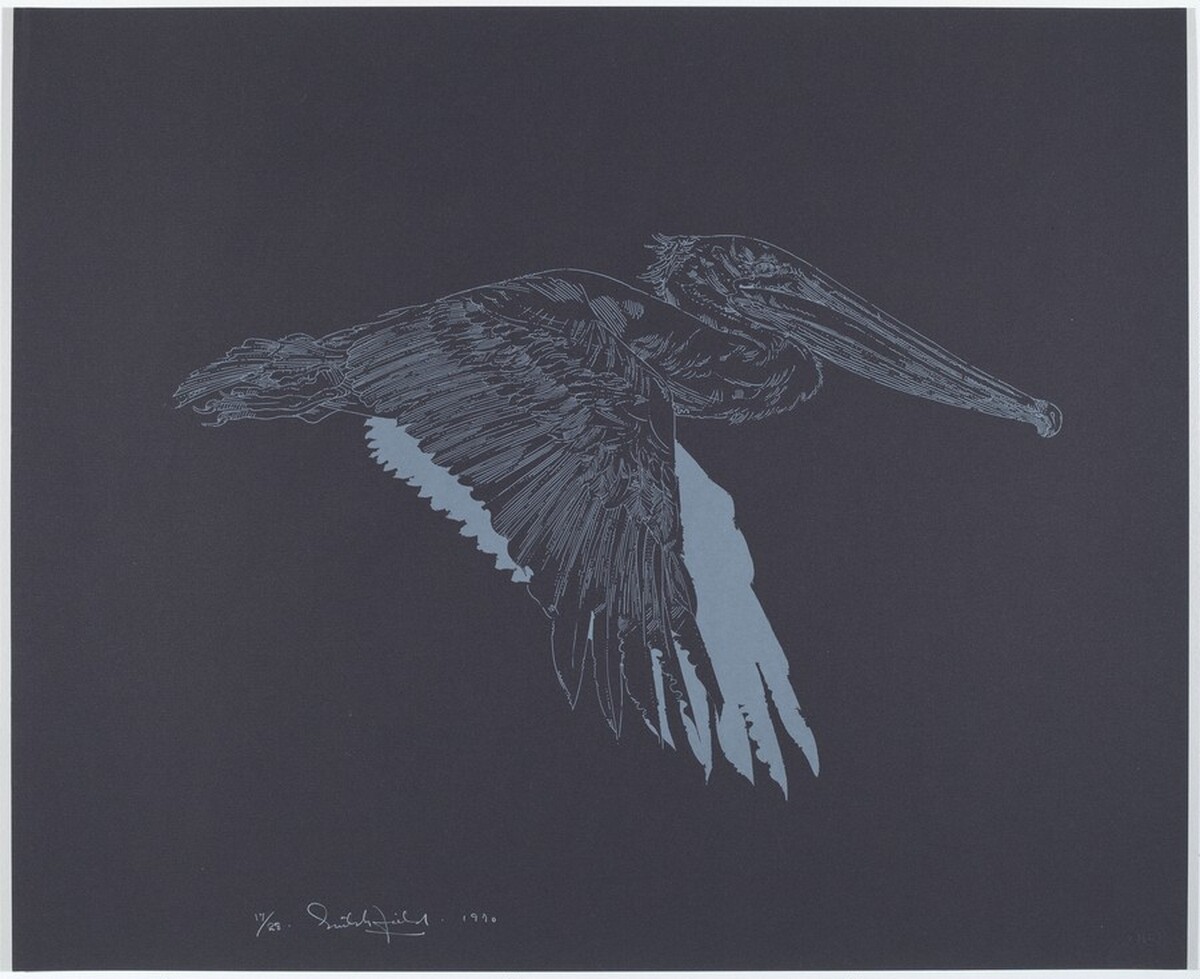 Brown Pelican by William Crutchfield
