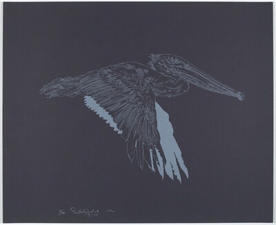 Brown Pelican
