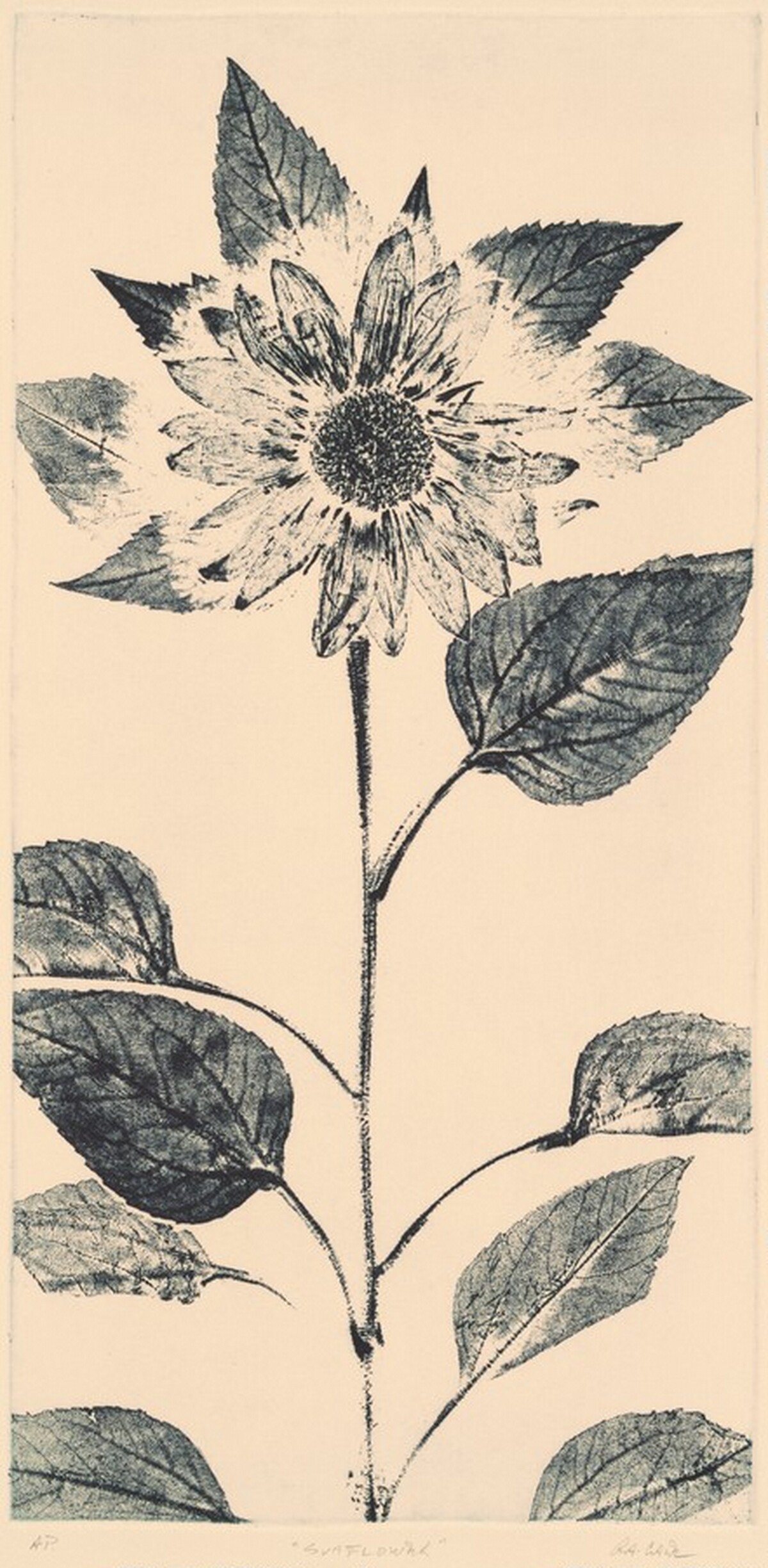 Sunflower by Robert Allan Cale