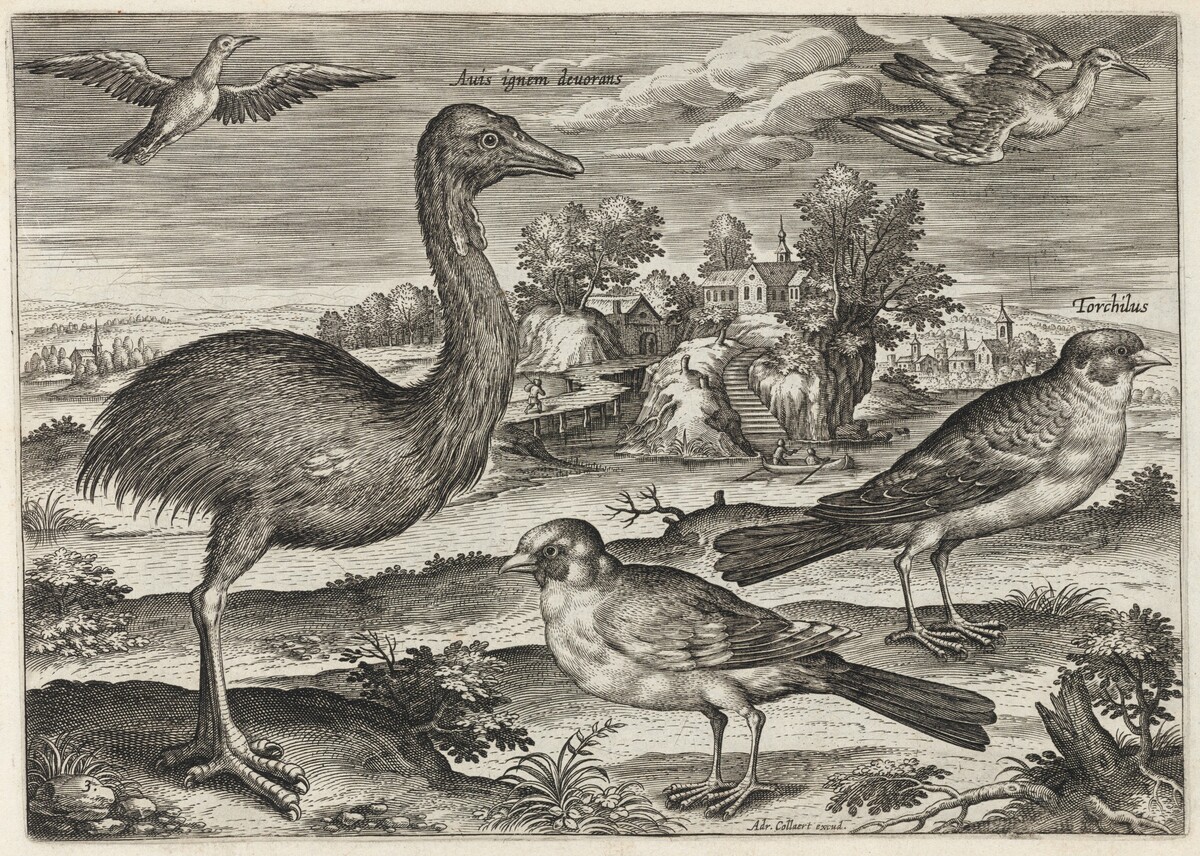 Double-Wattled Cassowary and Finches by Adriaen Collaert