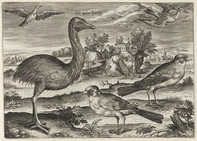 Double-Wattled Cassowary and Finches
