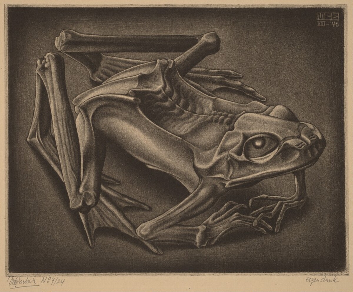 Mummified Frog by M.C. Escher