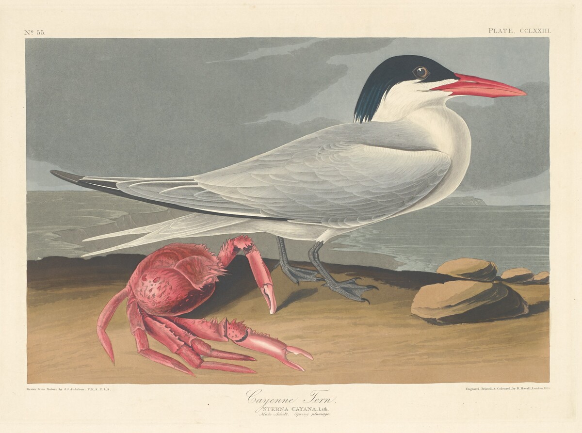 Cayenne Tern by Robert Havell after John James Audubon