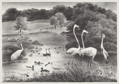Feathered Friends