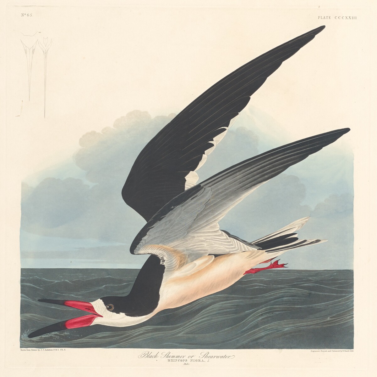 Black Skimmer by Robert Havell after John James Audubon