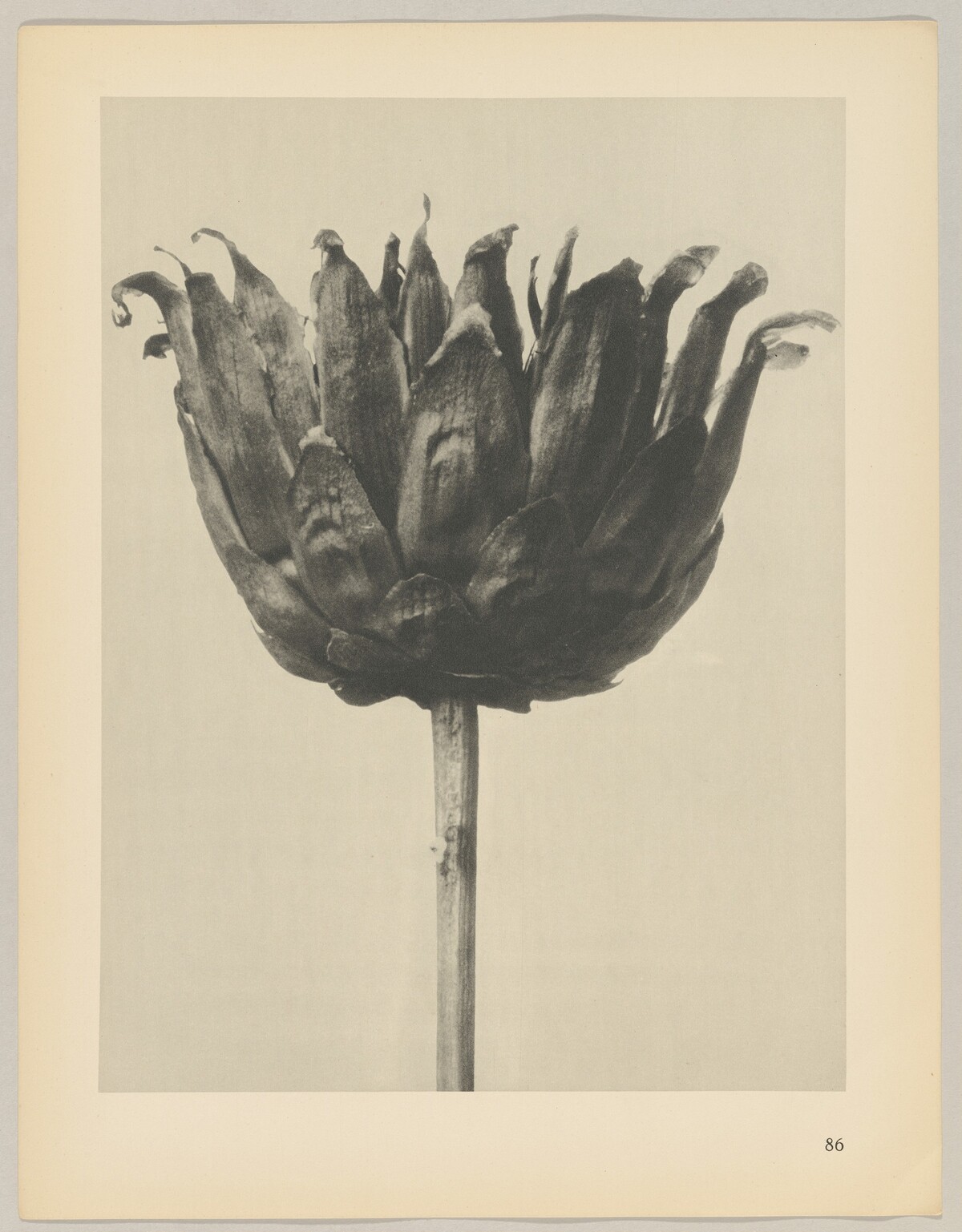 Centaurea ruthenica by Karl Blossfeldt