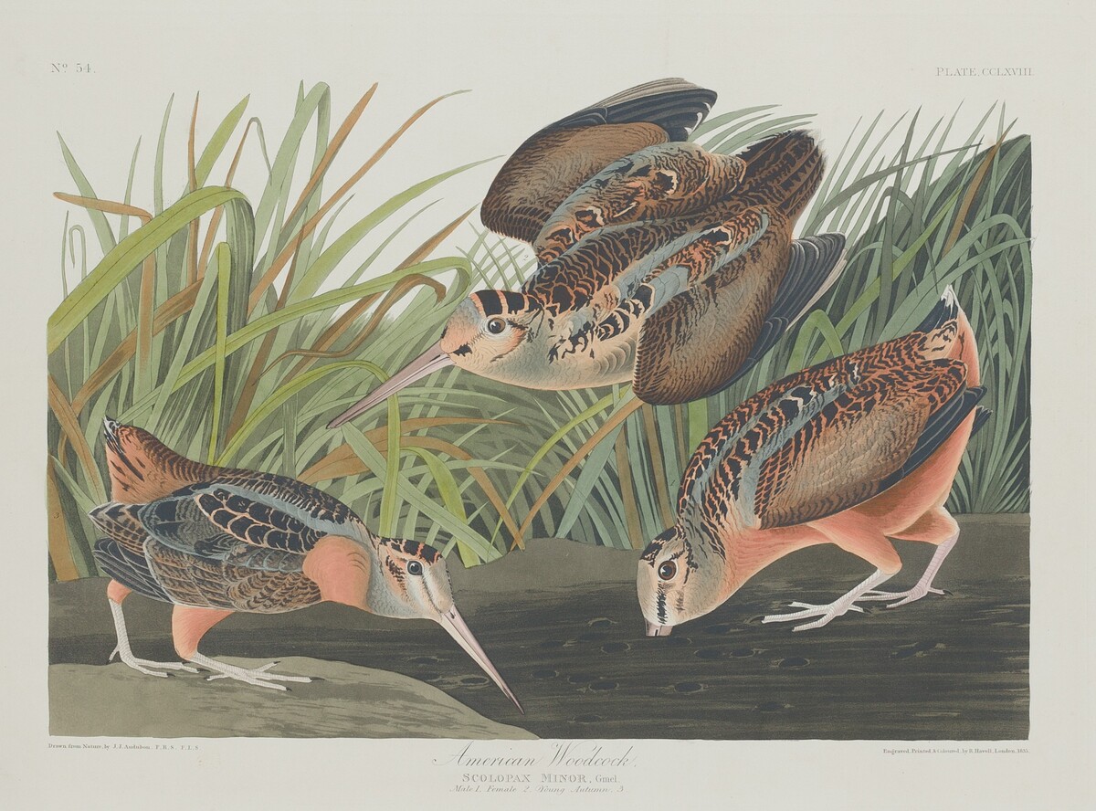 American Woodcock by Robert Havell after John James Audubon