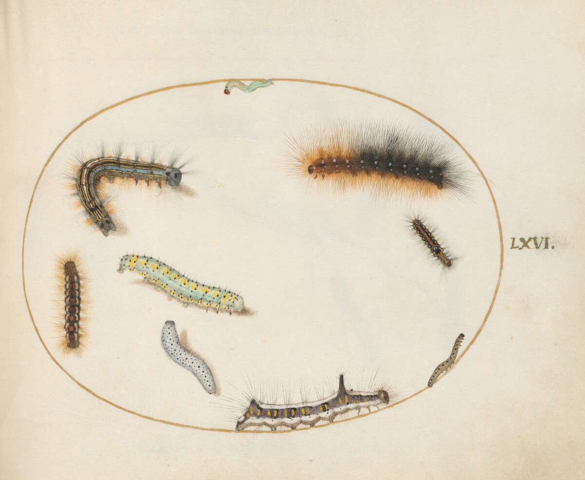 Plate 66: Lackey Moth Caterpillar, Figure of Eight Caterpillar, Grey Dagger Caterpillar, and Other Caterpillars by Joris Hoefnagel