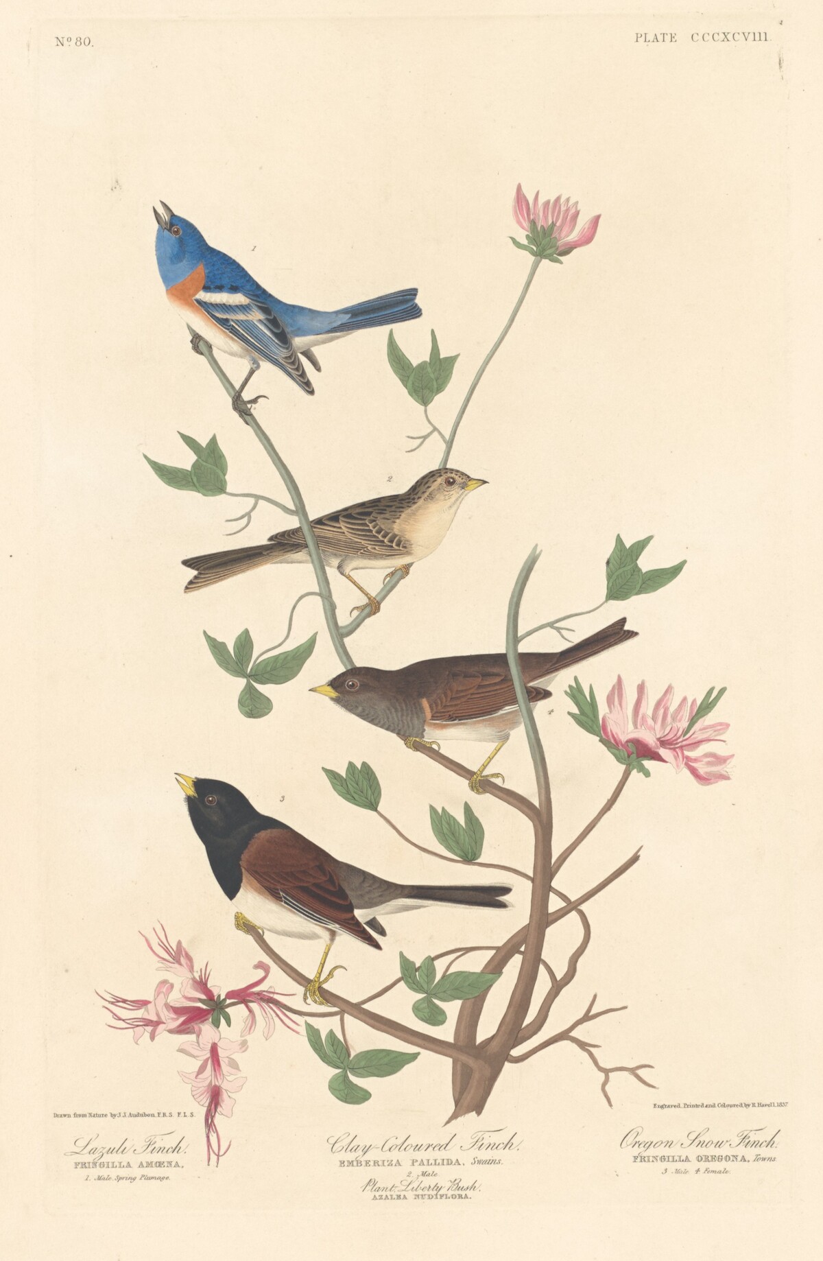 Lazuli Finch, Clay-colored Finch and Oregon Snow Finch by Robert Havell after John James Audubon