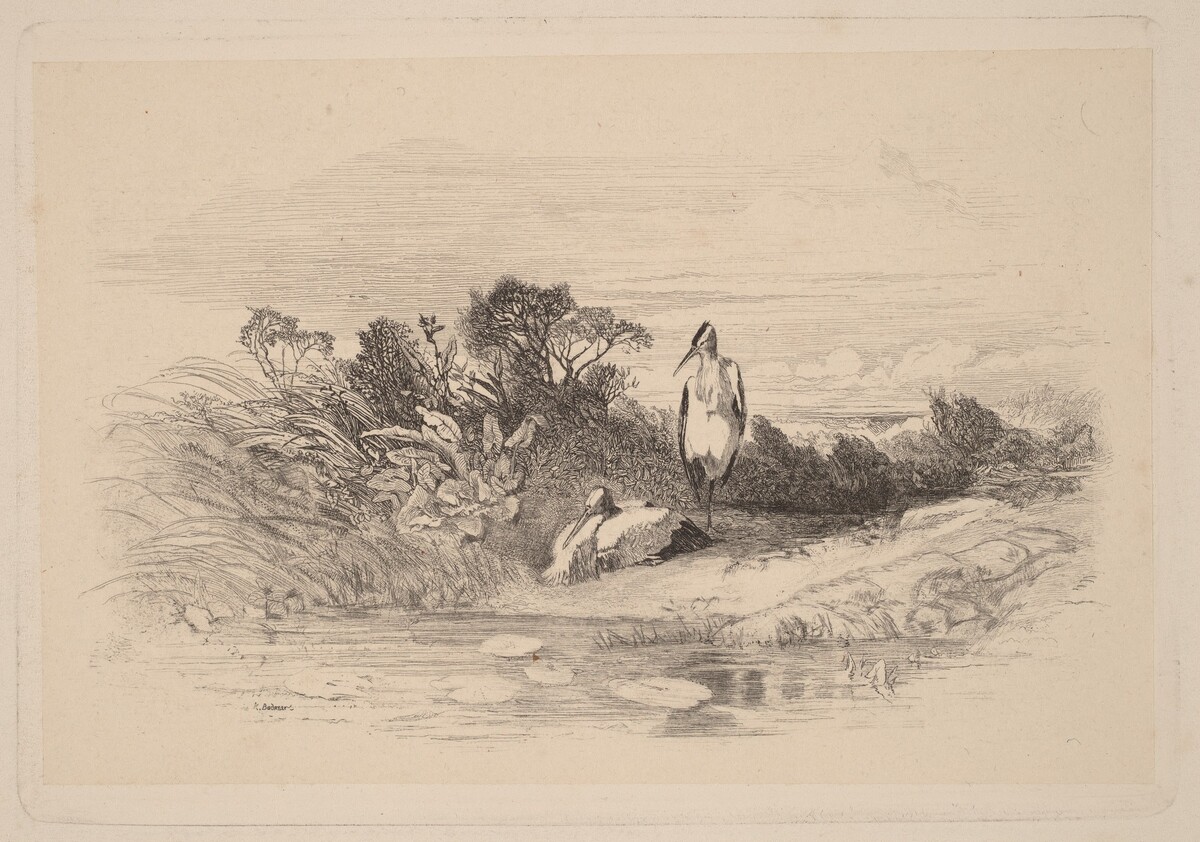 Herons by Karl Bodmer