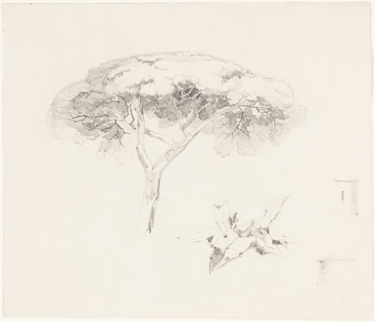 Umbrella Pine and Other Studies by Edward Lear