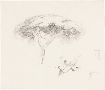Umbrella Pine and Other Studies