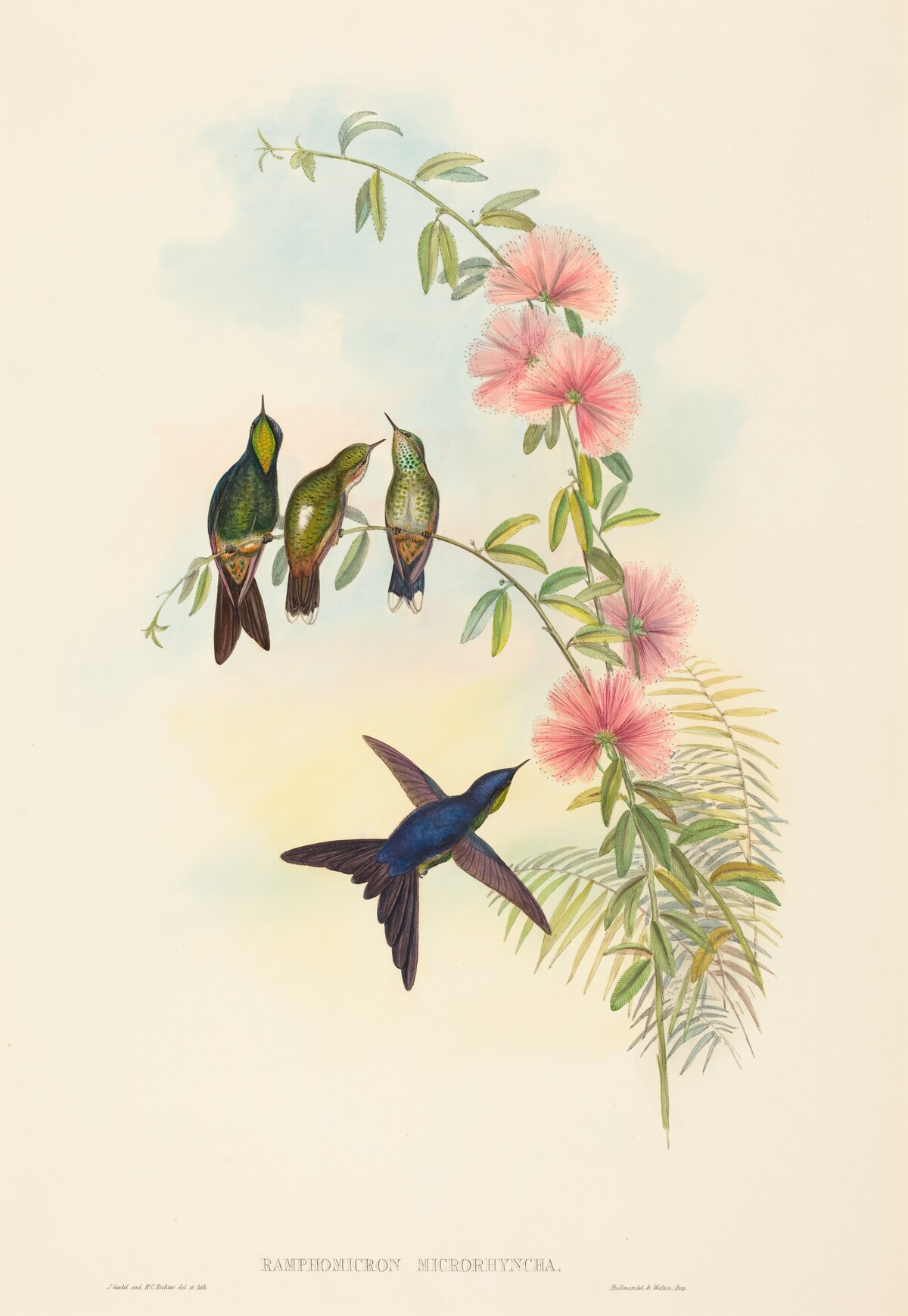 Ramphomicron microrhyncha (Small-billed Thornbill) by John Gould and H.C. Richter