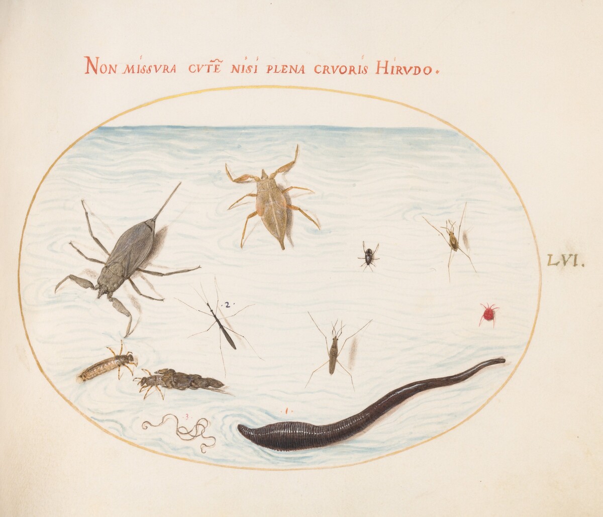 Plate 56: Water Scorpion, Water Measurer, Pond Skater, Red Water Mite, Leech(?), and Other Water Insects by Joris Hoefnagel