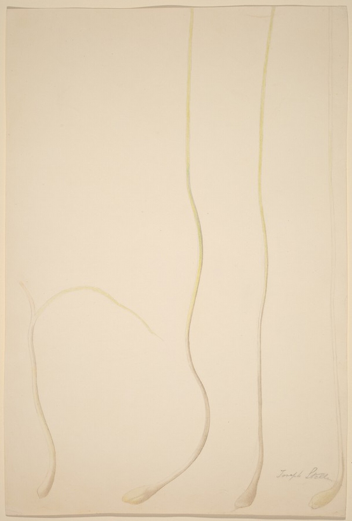 Scallions by Joseph Stella