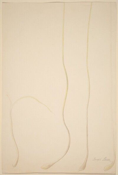 Scallions
