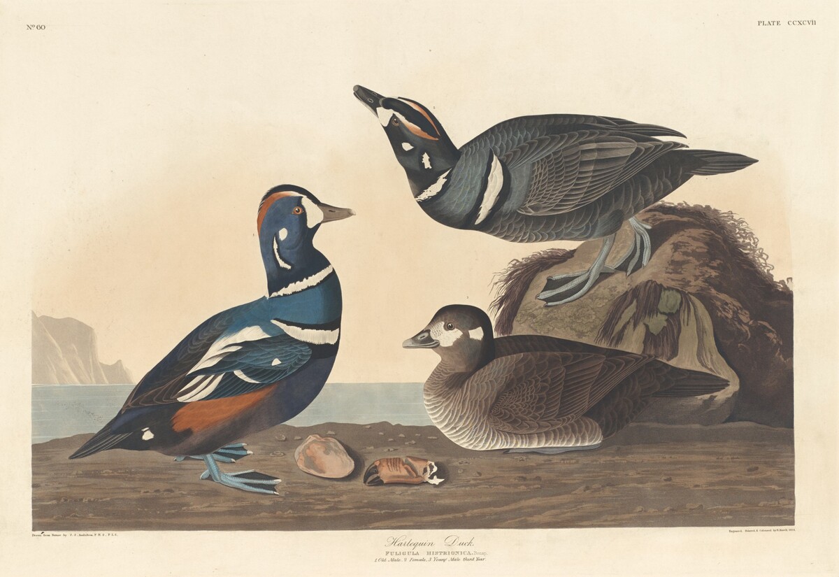 Harlequin Duck by Robert Havell after John James Audubon