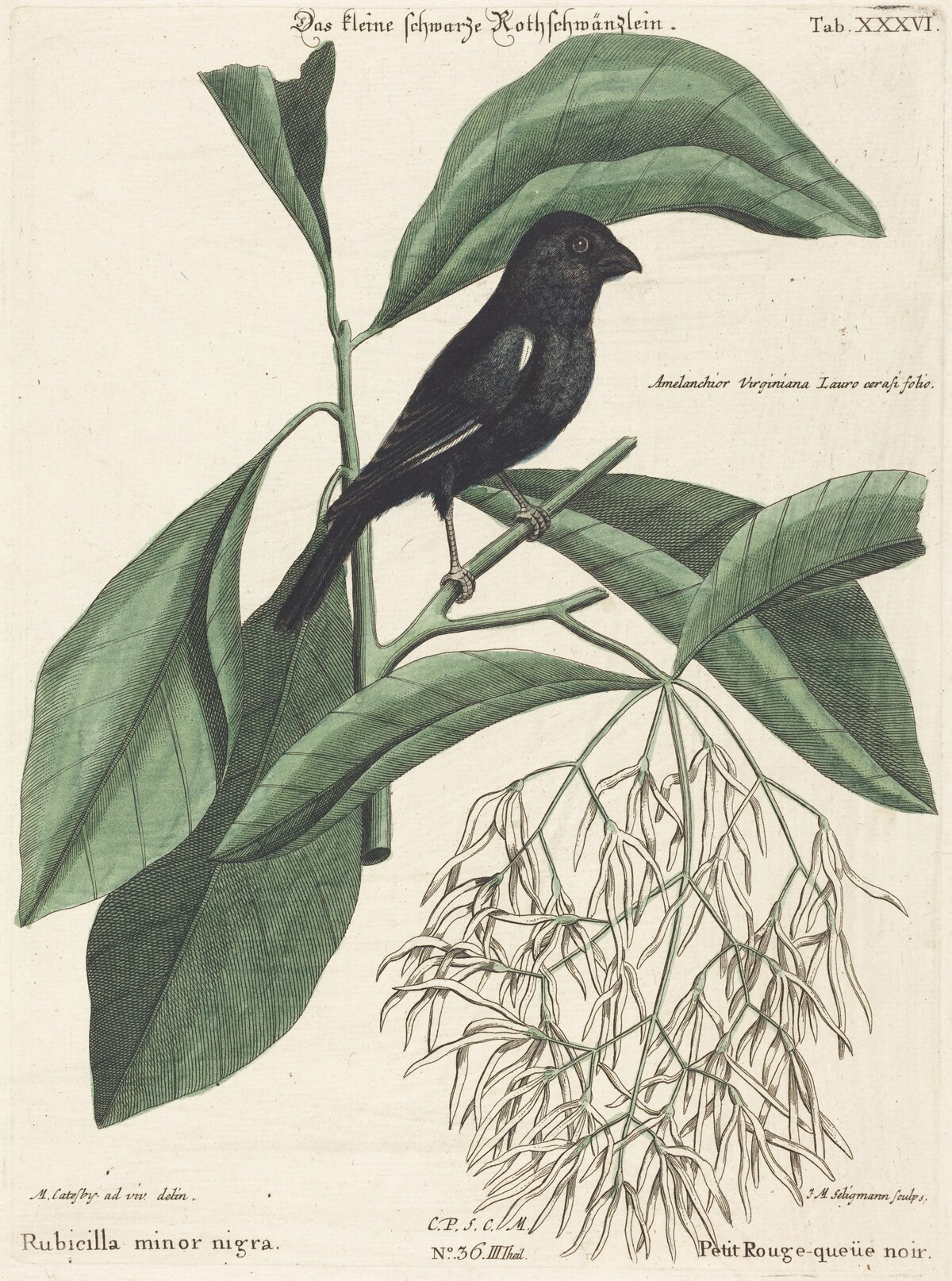 The Little Black Bullfinch (Rubicilla minor nigra) by Johann Michael Seligmann after Mark Catesby