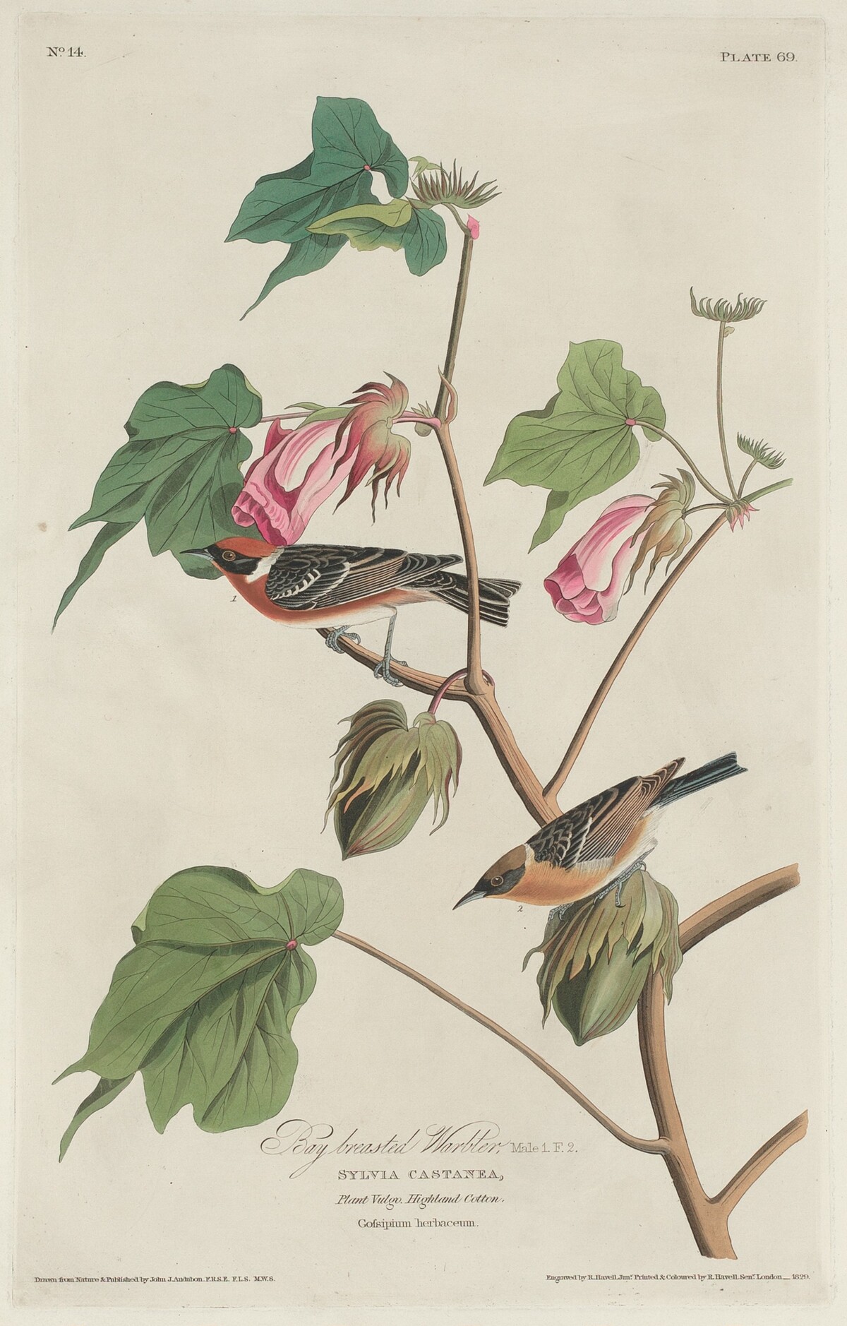 Bay-breasted Warbler by Robert Havell after John James Audubon