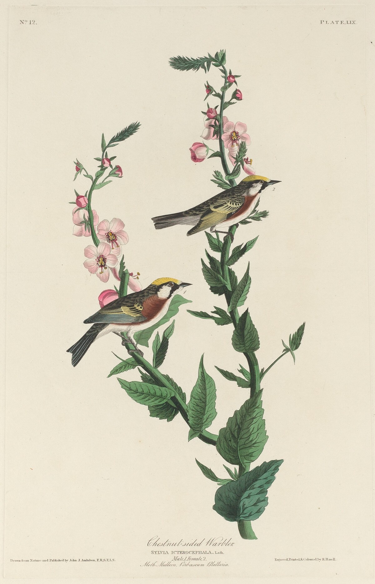 Chestnut-sided Warbler by Robert Havell after John James Audubon