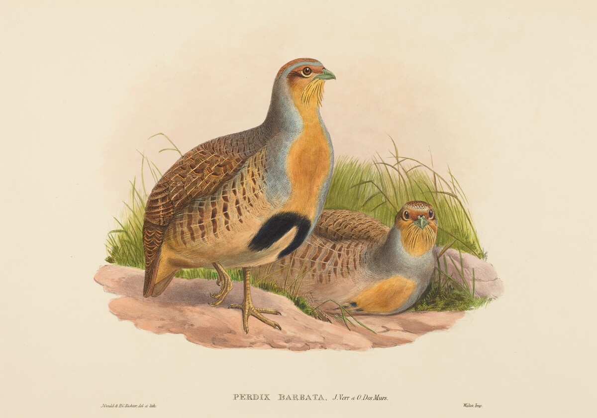 Perdix barbata (Daurian Partridge) by John Gould and H.C. Richter