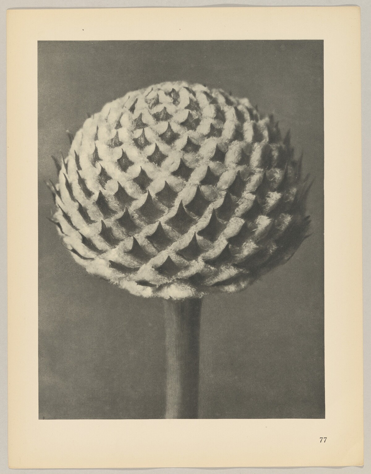 Caphalaria by Karl Blossfeldt
