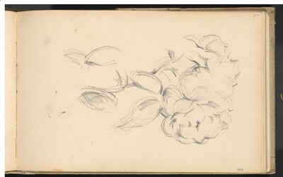 Peonies