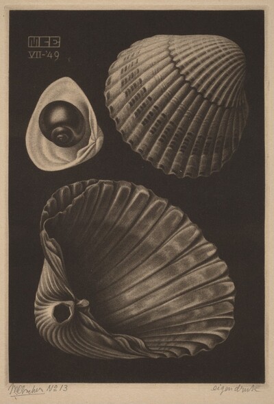 Sea-shells