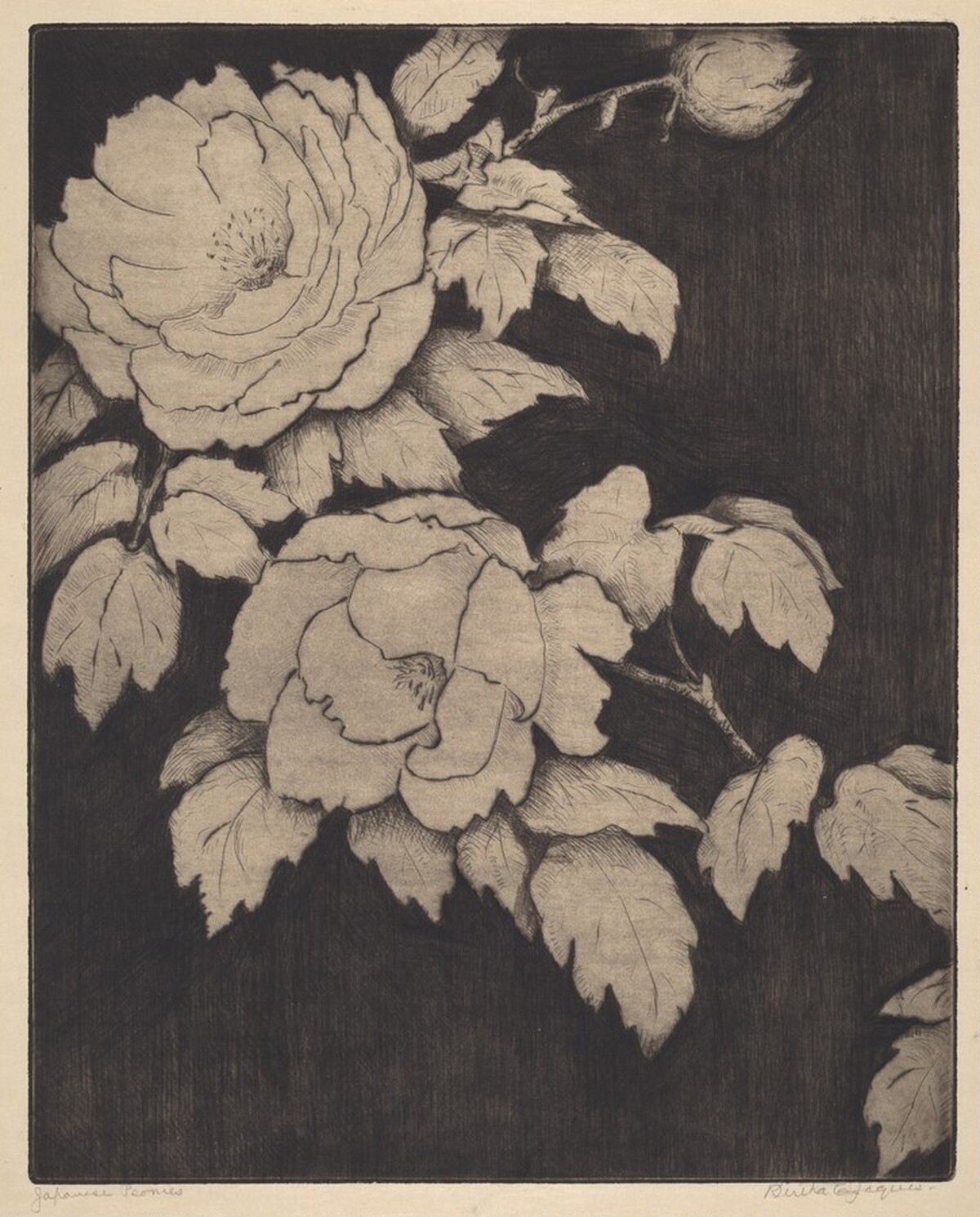Japanese Peonies by Bertha Evelyn Jaques