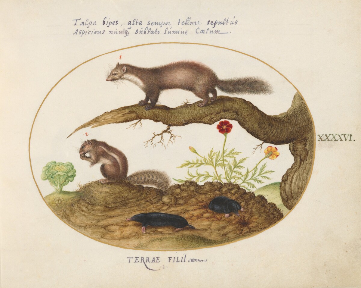 Plate 46: Stone Marten, Chipmunk, and Moles with a Marigold and Lettuce by Joris Hoefnagel