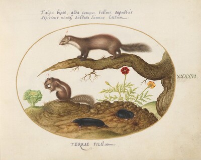 Plate 46: Stone Marten, Chipmunk, and Moles with a Marigold and Lettuce