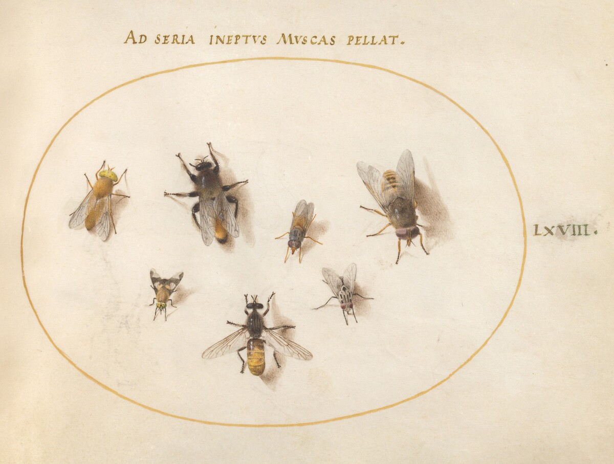 Plate 68: Seven Bees and Flies by Joris Hoefnagel