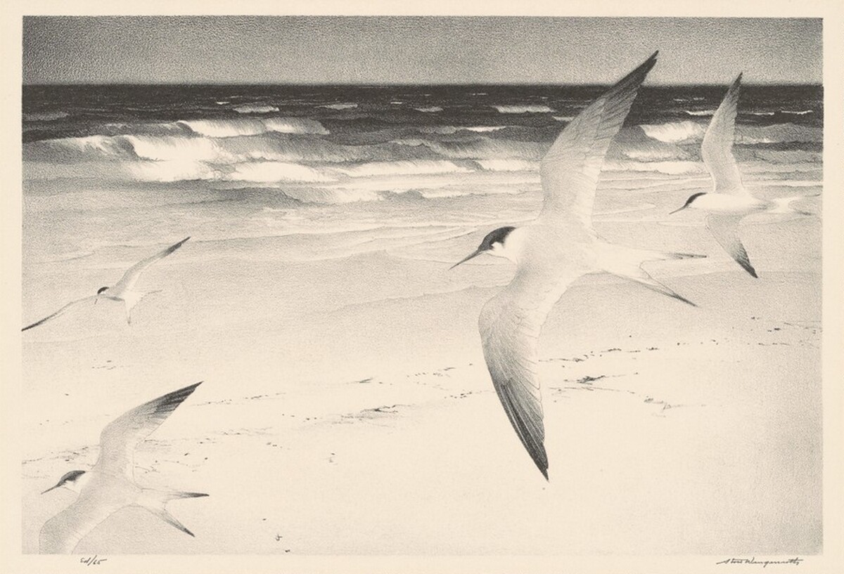 Terns by Stow Wengenroth