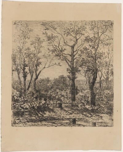 Bois de la charbonnière