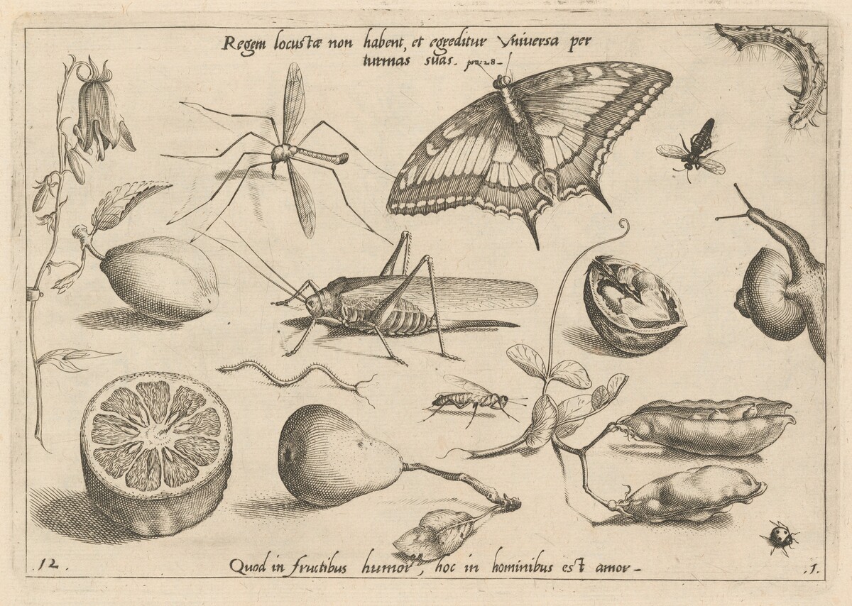 Archetypa studiaque patris Georgii Hoefnagelii [Part 1, Plate 12] by Jacob Hoefnagel after Joris Hoefnagel