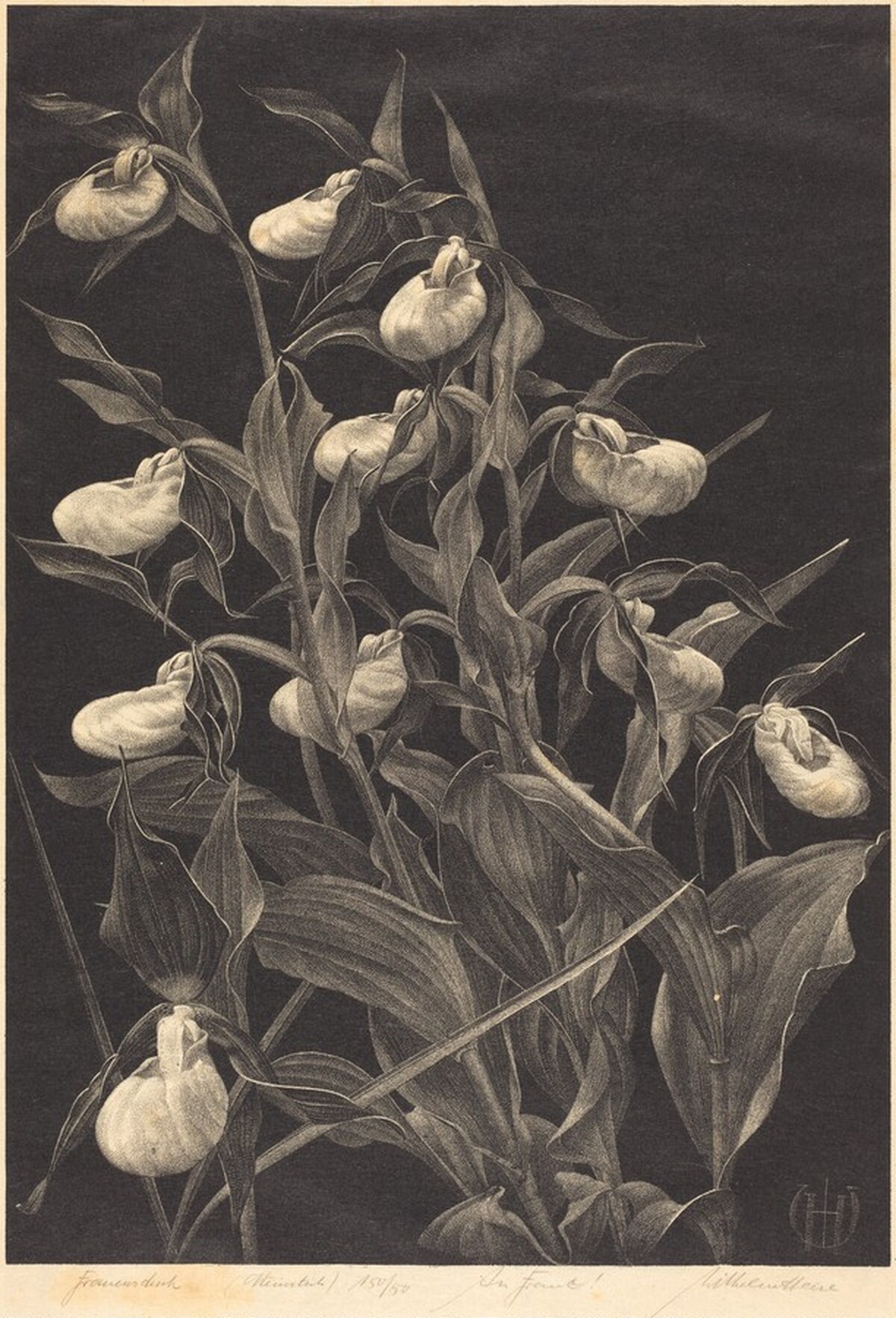 Frauenschuh (Lady's Slipper) by Wilhelm Heise