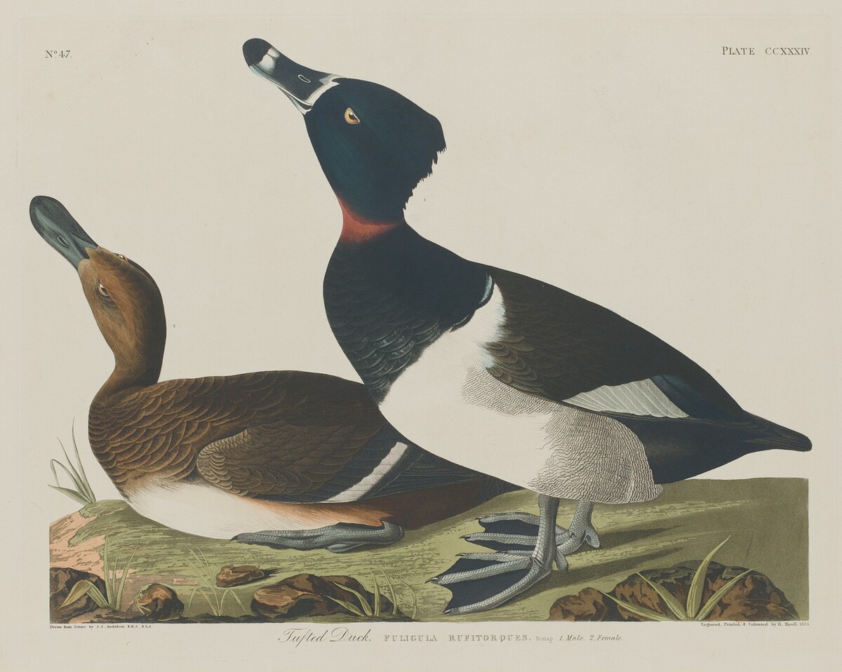 Tufted Duck by Robert Havell after John James Audubon
