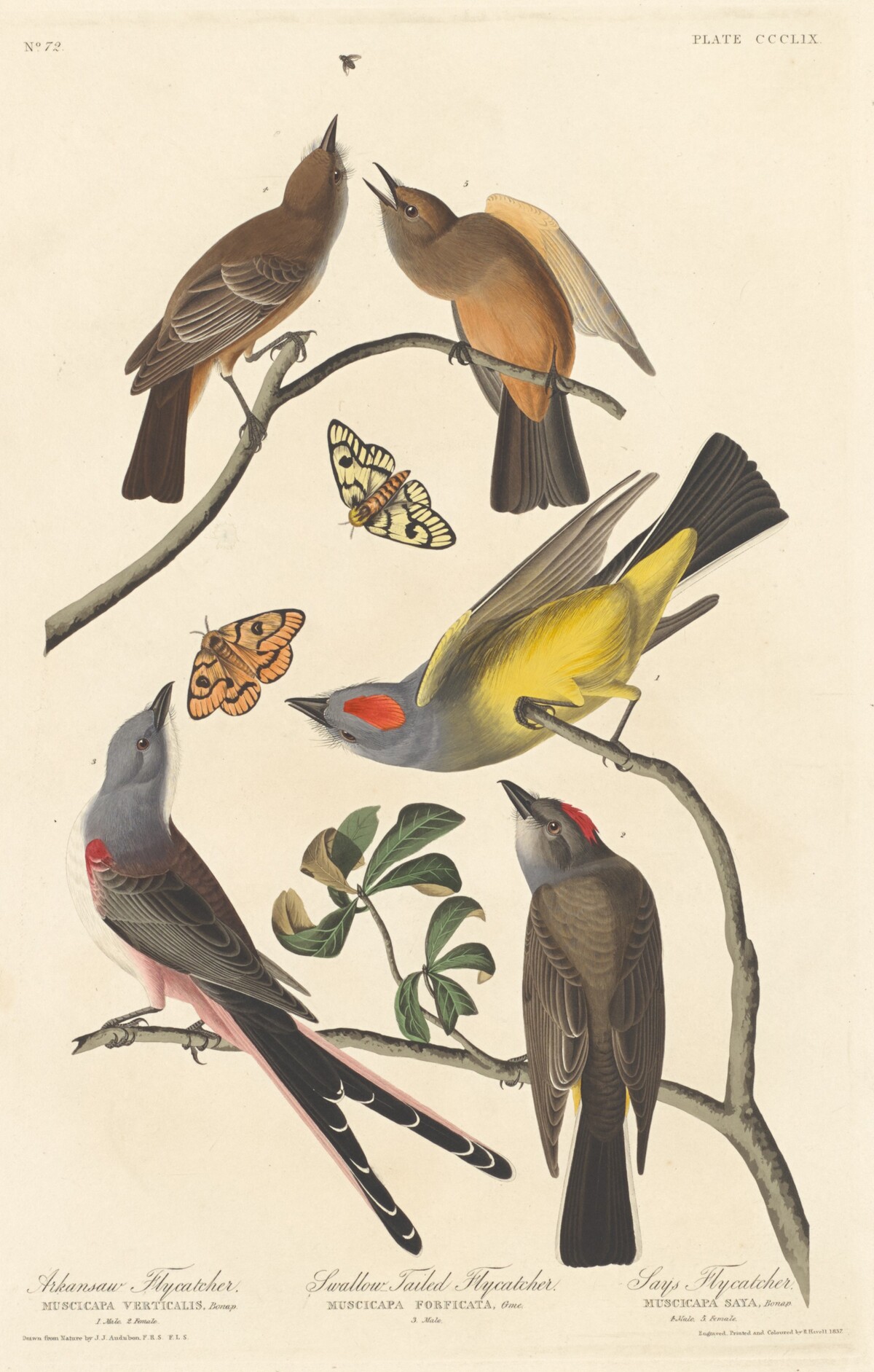 Arkansaw Flycatcher, Swallow-tailed Flycatcher and Says Flycatcher by Robert Havell after John James Audubon